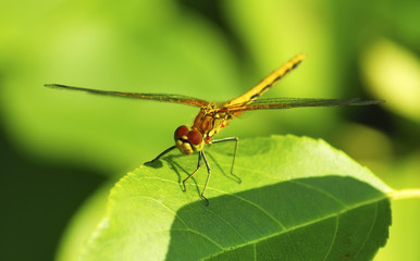 Fototapeta na wymiar dragonfly on green leaf macro