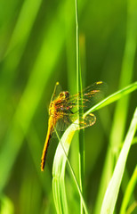 dragonfly on stalk of grass