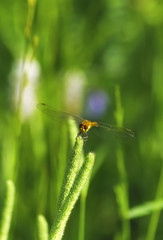 dragonfly on meadow