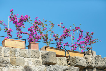 Boxes with purple flowers  on the stone wall