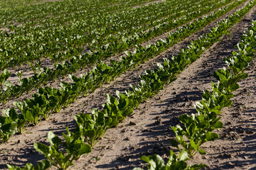 Fototapeta na wymiar agricultural field with beetroot