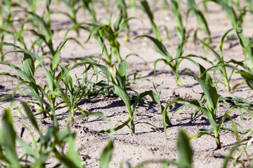 green corn. Spring