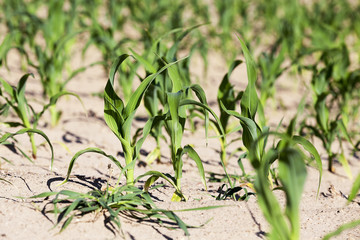 agricultural field with corn