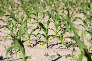Field of green corn
