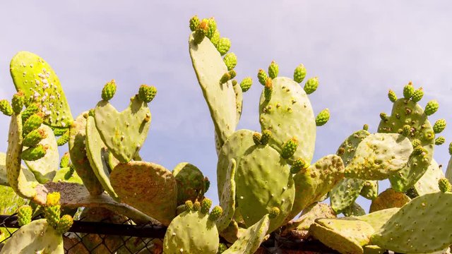 summer day blooming cactus sky up view 4k time lapse california usa
