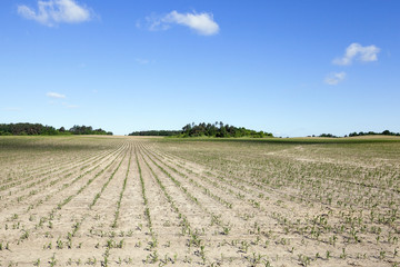 Fototapeta na wymiar corn field, agriculture