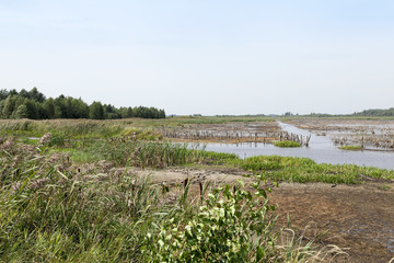 moorland, summer time