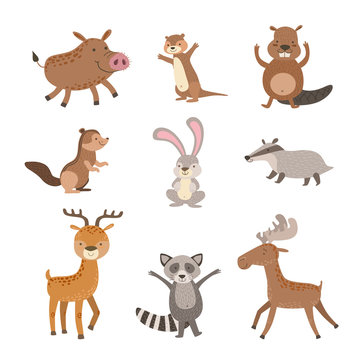 Forest Animals Collection