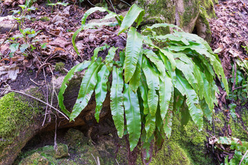 Phyllitis scolopendrium in its natural habitat. This fern is the only European representative of...
