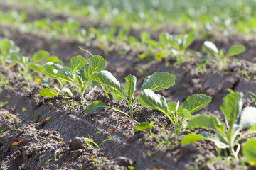 Field with cabbage