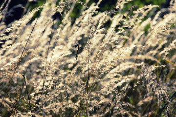 High Grass in Sunlight