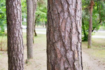 Pine trees in a park, summer time