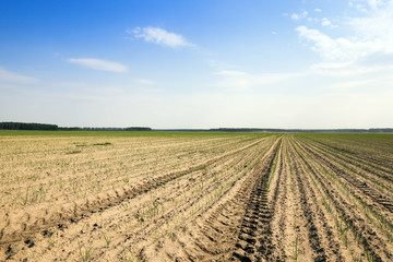 field with green onions