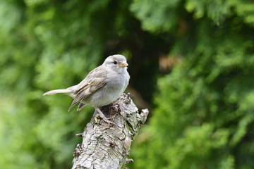 Junger  Haussperling