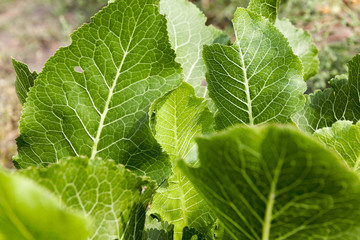green leaves of horseradish