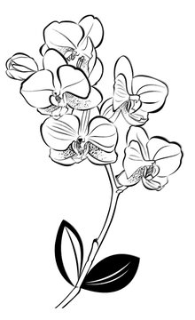 orchids. vector illustration. Isolated orchids on a white background. Orchids. Orchid flowers.