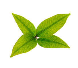 Fototapeta premium Green leaves on white background