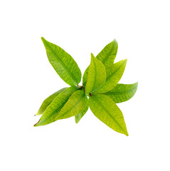 Green leaves on white background