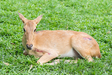 Injured antelope
