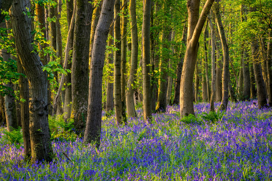 Bluebells, High Littleton Woods, Somerset