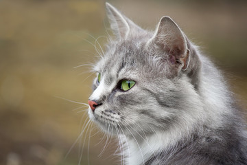 Portrait of a gray cat