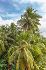 Fototapeta na wymiar Palm trees, beach.