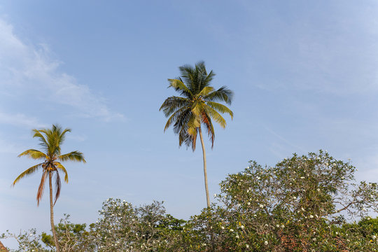 Palm trees, beach.