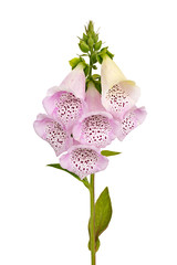 Foxglove flower isolated on white background.