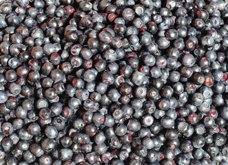 European blueberry Background. Vaccinium myrtillus