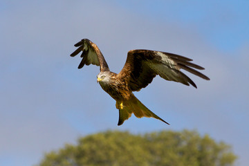 Obraz premium Red Kite on the hunt for food.