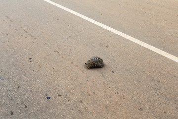 Fototapeta na wymiar turtle crossing the road
