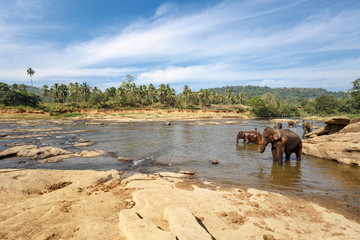 Fototapeta na wymiar Elephants bathing in the river.