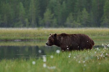 brown bear drinking from pond