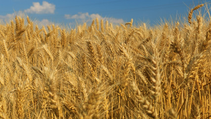 Wheat field against a blue sky