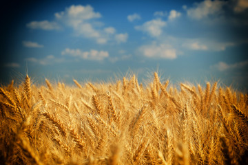 Wheat field against a blue sky