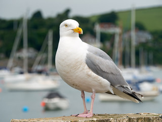 Seagull bird in Falmouth, Cornwall England. © Sharpshot