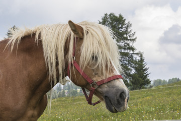 horse in the farm