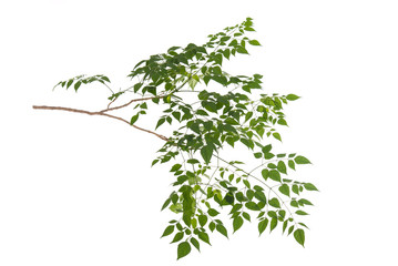 Obraz premium Green leaves on white background