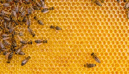 Foto op Aluminium Close-up van de werkende bijen op honingcellen © Jag_cz