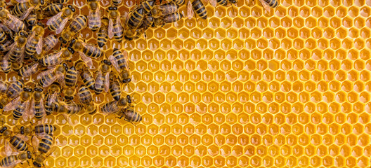 Fototapeta Close up view of the working bees on honey cells obraz