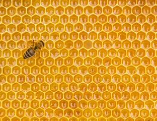 Papier Peint photo Abeille Vue rapprochée des abeilles ouvrières sur les cellules de miel