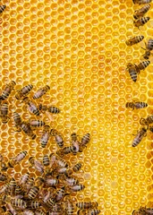 Papier Peint photo Lavable Abeille Vue rapprochée des abeilles qui travaillent sur les cellules de miel