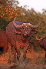 Cape buffalo, syncerus caffer, Kruger national park, South Africa