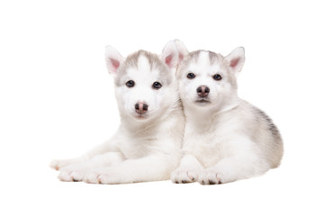 Portrait of two cute puppies breed husky 