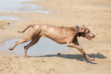 Hund am Strand/Meer