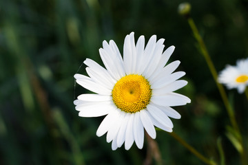 chamomile flower with cobweb on background of green leaves