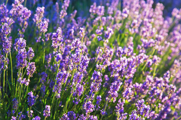 Blooming lavender in backlight