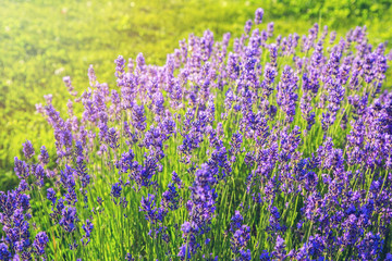 Fototapeta premium Lavender bush in full bloom