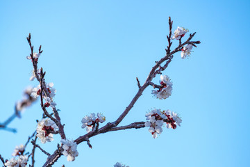 texture of cherry blossom branch in blue sky background