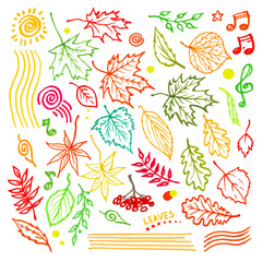 Colorful floral collection with leaves and decorative elements, autumn leaf hand drawn vector illustration